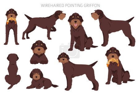 Illustration for Wirehaired Pointing Griffon clipart. Different poses, coat colors set.  Vector illustration - Royalty Free Image