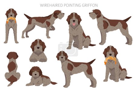 Illustration for Wirehaired Pointing Griffon clipart. Different poses, coat colors set.  Vector illustration - Royalty Free Image