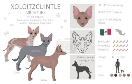 Ilustración de Xoloitzcuintle, clip miniatura de perro mexicano sin pelo. Distintas poses, colores del abrigo establecidos. Ilustración vectorial - Imagen libre de derechos