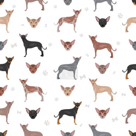 Illustration for Xoloitzcuintle, Mexican hairless dog standard seamless pattern. Different poses, coat colors set.  Vector illustration - Royalty Free Image