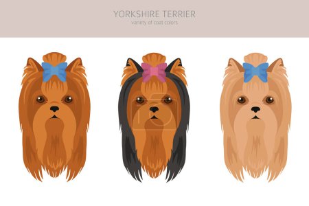 Ilustración de Yorkshire Terrier clipart. Distintas poses, colores del abrigo establecidos. Ilustración vectorial - Imagen libre de derechos