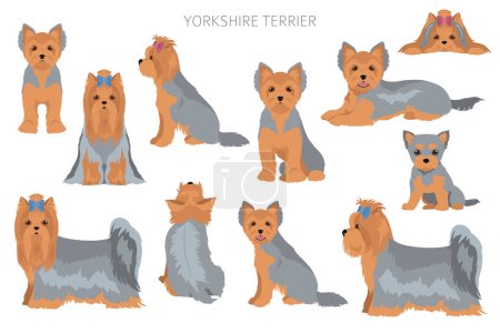 Illustration for Yorkshire Terrier clipart. Different poses, coat colors set.  Vector illustration - Royalty Free Image