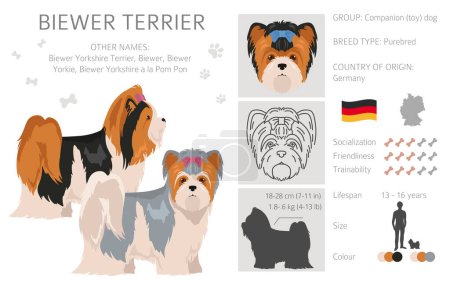 Biewer Yorkshire Terrier clipart. Distintas poses, colores del abrigo establecidos. Ilustración vectorial