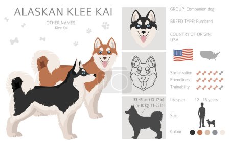 Illustration for Alaskan klee kai all colours clipart. Different coat colors set. Vector illustration - Royalty Free Image