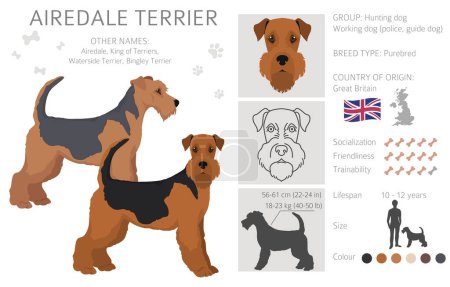 Illustration for Airedale terrier all colours clipart. Different coat colors set. Vector illustration - Royalty Free Image