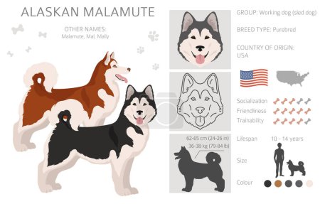 Alaska malamute todos los colores clipart. Diferentes colores de capa y poses conjunto. Ilustración vectorial