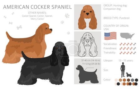 Americano cocker spaniel todos los colores del abrigo clipart. Todas las razas de perros infografía. Ilustración vectorial