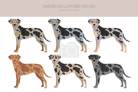 Illustration for American leopard hound all coat colors clipart. All dog breeds infographic.  Vector illustration - Royalty Free Image