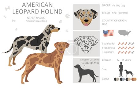 Illustration for American leopard hound all coat colors clipart. All dog breeds infographic.  Vector illustration - Royalty Free Image