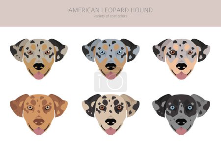 Ilustración de American leopardo hound todos los colores del abrigo clipart. Todas las razas de perros infografía. Ilustración vectorial - Imagen libre de derechos