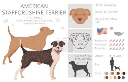 Staffordshire terrier clipart américain. Ensemble de couleurs de manteau. Toutes les races de chiens caractéristiques infographie. Illustration vectorielle