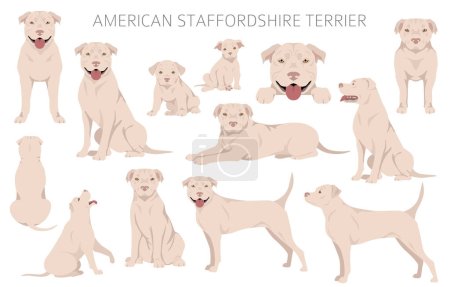 Téléchargez les illustrations : Staffordshire terrier clipart américain. Ensemble de couleurs de manteau. Toutes les races de chiens caractéristiques infographie. Illustration vectorielle - en licence libre de droit