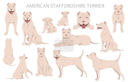 American staffordshire terrier clipart. Coat colors set.  All dog breeds characteristics infographic. Vector illustration