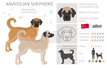 Illustration for Anatolian shepherd all colours clipart. Different coat colors and poses set.  Vector illustration - Royalty Free Image