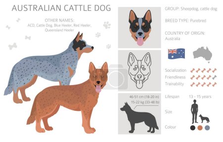 Illustration for Australian cattle dog all colours clipart. Different coat colors and poses set.  Vector illustration - Royalty Free Image