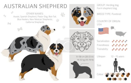 Clipart pastor australiano. Colores del abrigo conjunto australiano. Todas las razas de perros características infografía. Ilustración vectorial