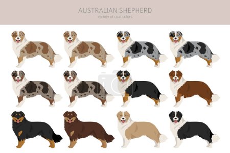 Australian shepherd clipart. Coat colors Aussie set.  All dog breeds characteristics infographic. Vector illustration
