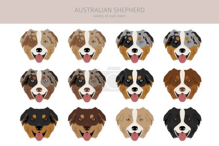 Clipart de berger australien. Couleurs de manteau Aussie ensemble. Toutes les races de chiens caractéristiques infographie. Illustration vectorielle