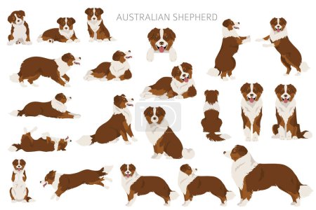 Illustration for Australian shepherd clipart. Coat colors Aussie set.  All dog breeds characteristics infographic. Vector illustration - Royalty Free Image