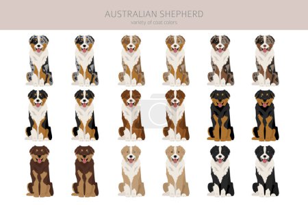 Australischer Schäferhund. Mantelfarben Aussie set. Alle Hunderassen Merkmale Infografik. Vektorillustration