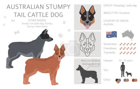 Téléchargez les photos : Australien souche queue chien de bétail toutes les couleurs clipart. Différentes couleurs de manteau et pose ensemble. Illustration vectorielle - en image libre de droit
