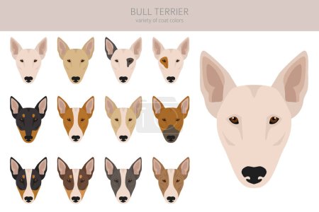 Bullterrier-Cliparts. Alle Fellfarben eingestellt. Unterschiedliche Position. Alle Hunderassen Merkmale Infografik. Vektorillustration