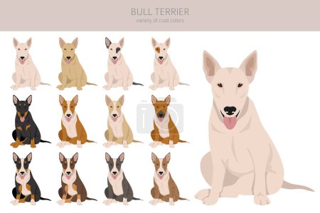 Toro terrier clipart. Todos los colores del abrigo establecidos. Posición diferente. Todas las razas de perros características infografía. Ilustración vectorial
