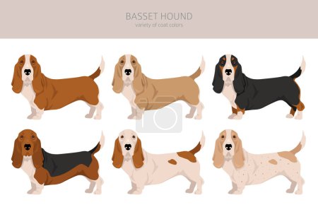 Basset Hound dog clipart. All coat colors set.  Different position. All dog breeds characteristics infographic. Vector illustration