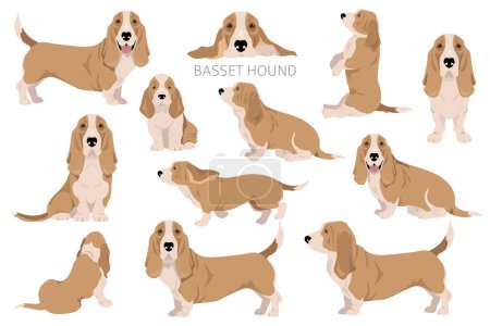 Illustration for Basset Hound dog clipart. All coat colors set.  Different position. All dog breeds characteristics infographic. Vector illustration - Royalty Free Image