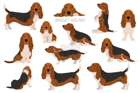Téléchargez les illustrations : Clipart de chien Basset Hound. Toutes les couleurs de manteau ensemble. Position différente. Toutes les races de chiens caractéristiques infographie. Illustration vectorielle - en licence libre de droit