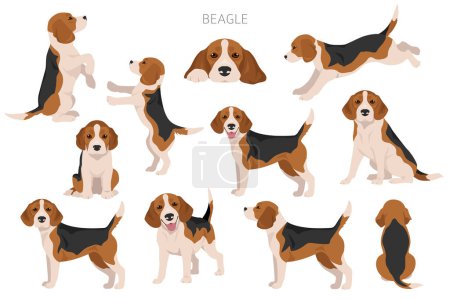 Beagle Dog Clipart. Alle Fellfarben eingestellt. Unterschiedliche Position. Alle Hunderassen Merkmale Infografik. Vektorillustration