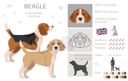 Beagle perro clipart perro. Todos los colores del abrigo establecidos. Posición diferente. Todas las razas de perros características infografía. Ilustración vectorial