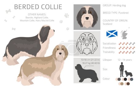 Bearded Collie dog clipart. All coat colors set.  Different position. All dog breeds characteristics infographic. Vector illustration