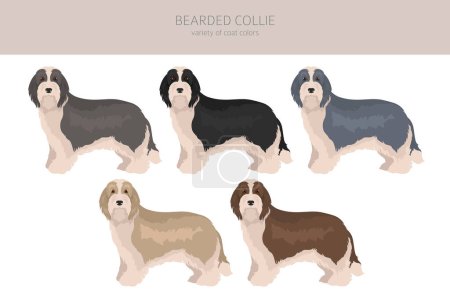 Clipart barbu pour chien Collie. Toutes les couleurs de manteau ensemble. Position différente. Toutes les races de chiens caractéristiques infographie. Illustration vectorielle