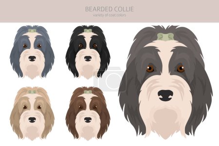 Bearded Collie dog clipart. All coat colors set.  Different position. All dog breeds characteristics infographic. Vector illustration