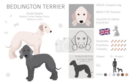 Illustration for Bedlington terrier clipart. Different coat colors and poses set.  Vector illustration - Royalty Free Image
