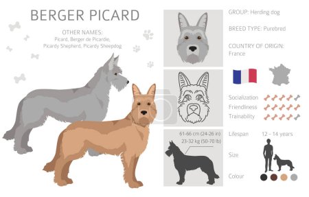 Illustration for Berger picard clipart. Different coat colors and poses set.  Vector illustration - Royalty Free Image