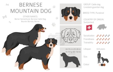 Illustration for Bernese Mountain dog clipart. All coat colors set.  Different position. All dog breeds characteristics infographic. Vector illustration - Royalty Free Image