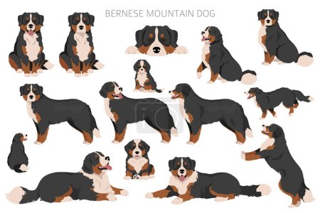 Ilustración de Bernese Mountain dog clipart. Todos los colores del abrigo establecidos. Posición diferente. Todas las razas de perros características infografía. Ilustración vectorial - Imagen libre de derechos