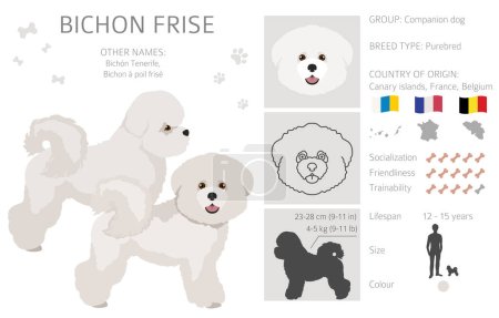 Illustration for Bichon frise clipart. Different coat colors and poses set.  Vector illustration - Royalty Free Image