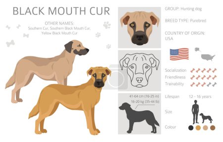 Black mouth cur clipart. Different coat colors and poses set.  Vector illustration
