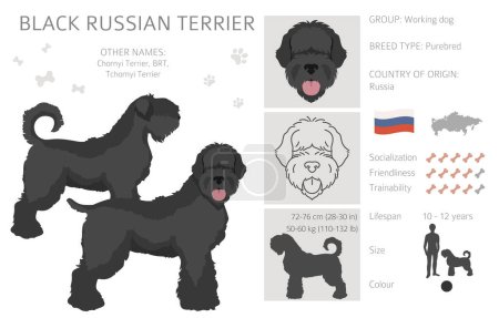 Ilustración de Negro ruso terrier clipart. Diferentes colores de capa y poses conjunto. Ilustración vectorial - Imagen libre de derechos