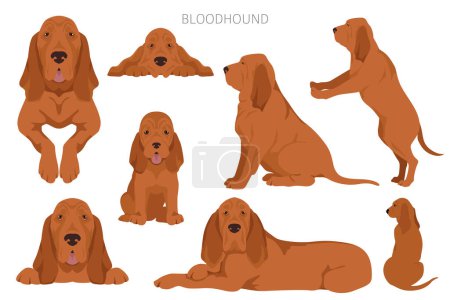 Ilustración de Bloodhound perro clipart. Todos los colores del abrigo establecidos. Posición diferente. Todas las razas de perros características infografía. Ilustración vectorial - Imagen libre de derechos