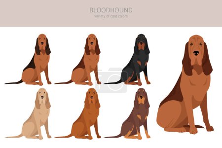 Bloodhound perro clipart. Todos los colores del abrigo establecidos. Posición diferente. Todas las razas de perros características infografía. Ilustración vectorial