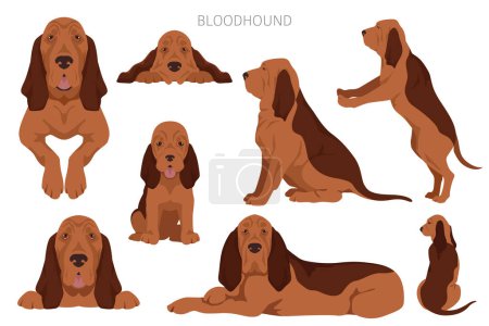Ilustración de Bloodhound perro clipart. Todos los colores del abrigo establecidos. Posición diferente. Todas las razas de perros características infografía. Ilustración vectorial - Imagen libre de derechos