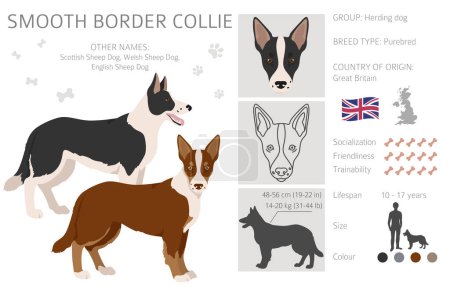 Illustration for Smooth border collie clipart. Different poses, coat colors set.  Vector illustration - Royalty Free Image