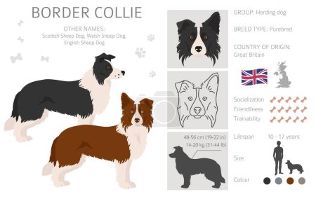 Border collie clipart. Different poses, coat colors set.  Vector illustration