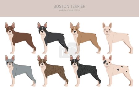 Illustration for Boston Terrier dog clipart. All coat colors set.  Different position. All dog breeds characteristics infographic. Vector illustration - Royalty Free Image