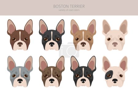 Illustration for Boston Terrier dog clipart. All coat colors set.  Different position. All dog breeds characteristics infographic. Vector illustration - Royalty Free Image