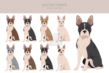 Boston Terrier dog clipart. All coat colors set.  Different position. All dog breeds characteristics infographic. Vector illustration